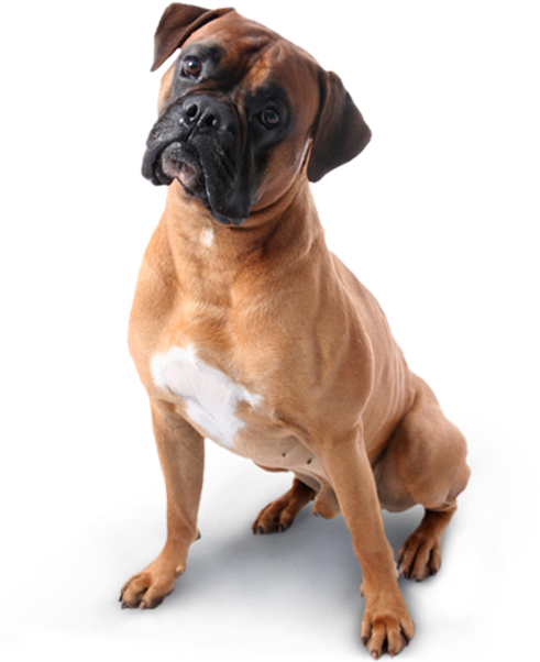 Hospital Veterinário Santa Cecília