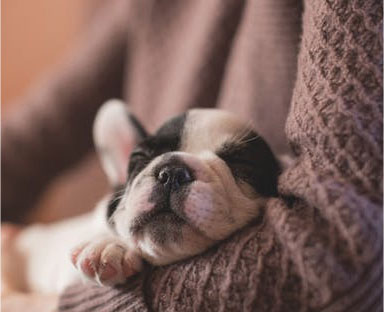 Hospital Veterinário Santa Cecília