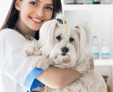 Hospital Veterinário Santa Cecília